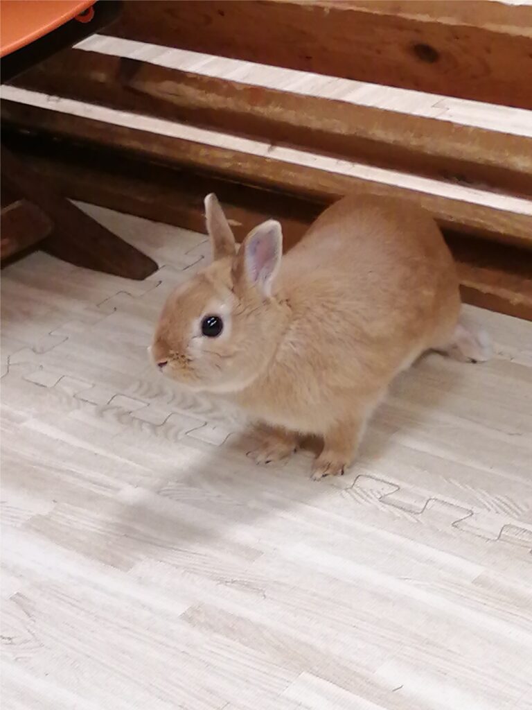 うさぎ1