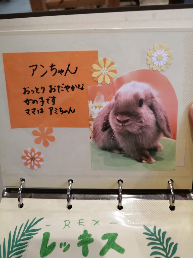 うさぎ12-768x1024