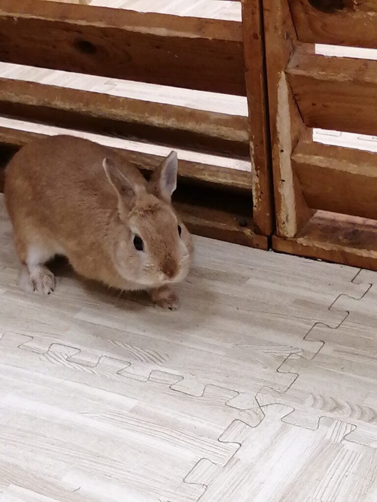うさぎ2