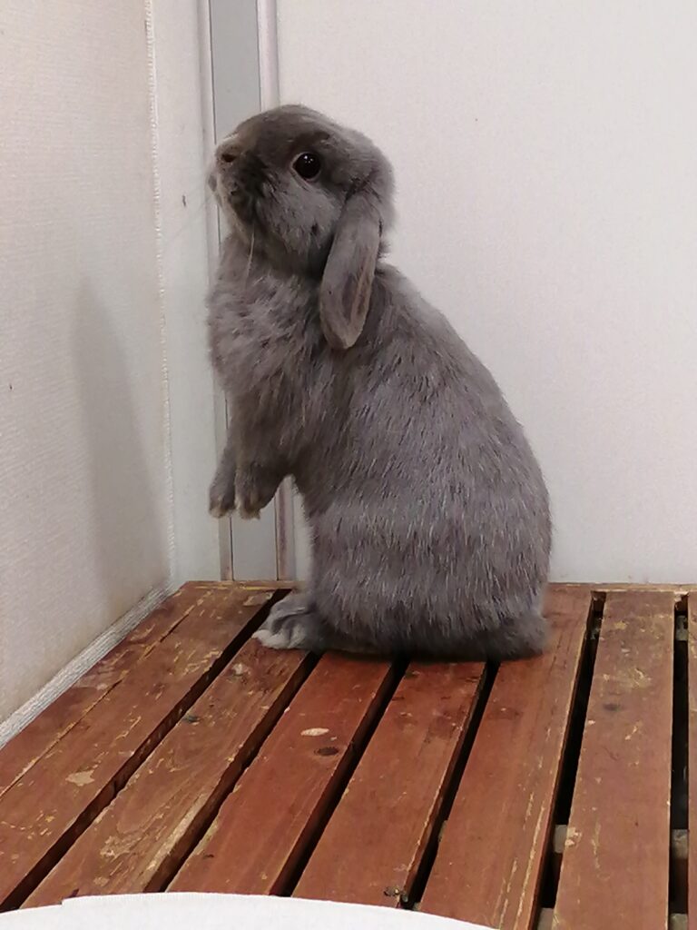 うさぎ6