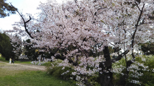 桜